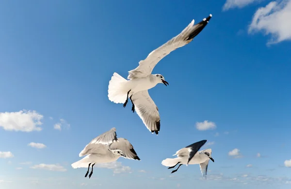 Uçan martıları — Stok fotoğraf