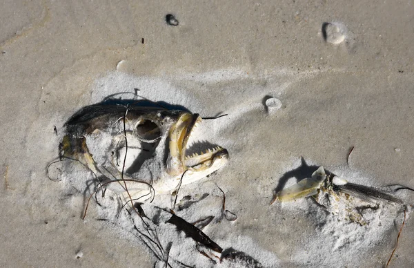 Poissons morts sur la plage — Photo