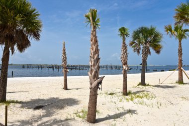 Sahilde palmiye ağaçları