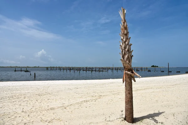 New Palm Tree — Stock Photo, Image