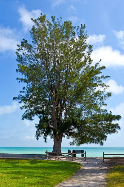 Banco e cadeira sob uma árvore na praia — Fotografia de Stock