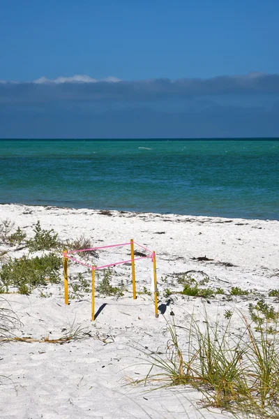 フロリダ州ビーチのアンナマリア島ウミガメの巣を保護 — ストック写真