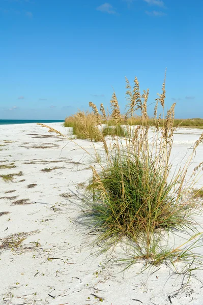 Bella costa della Florida — Foto Stock
