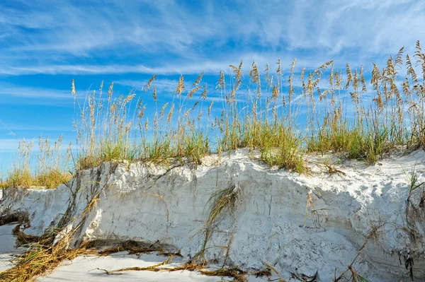 Belle côte de Floride — Photo