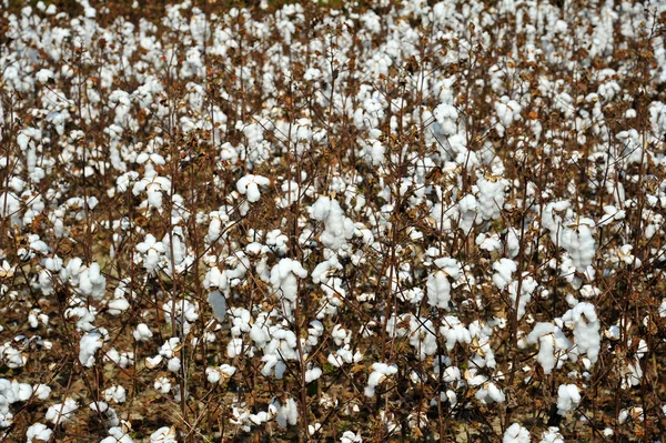 Campo di cotone — Foto Stock