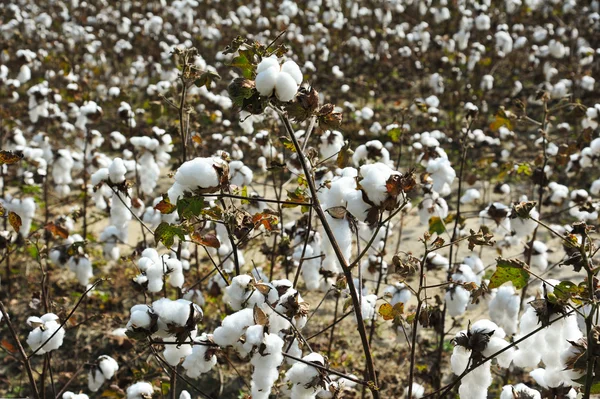 Field of Cotton — Stock Photo, Image