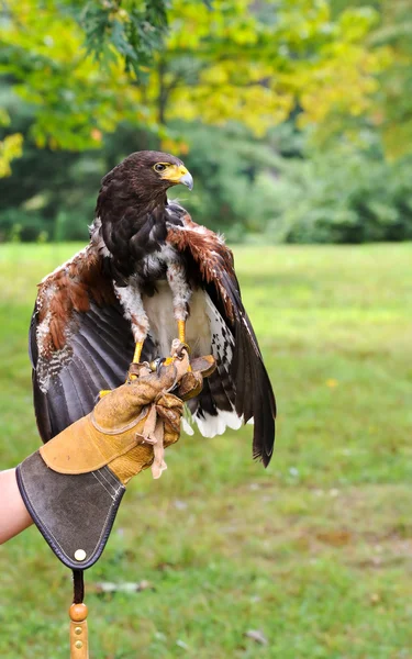 Falcon with Handler — Stock Photo, Image