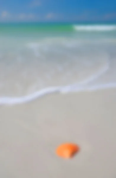 ビーチで貝殻の背景イメージ — ストック写真
