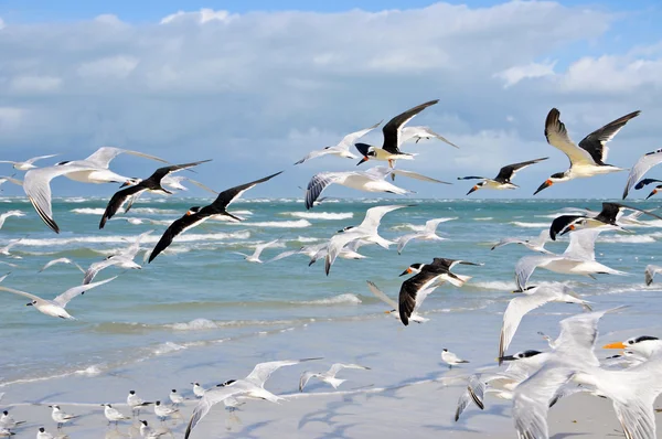 Gaviotas — Foto de Stock