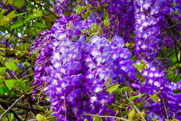 Wisteria. — Foto de Stock