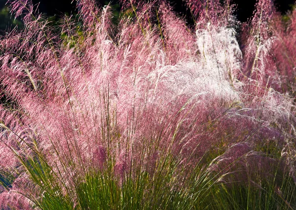 Ornamental Grasses in the Early Morning Sun — Stock Photo, Image