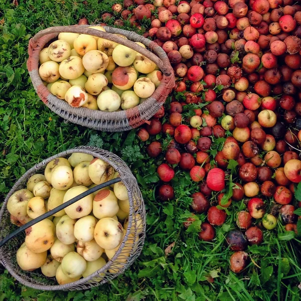 Manzanas en cestas — Foto de Stock