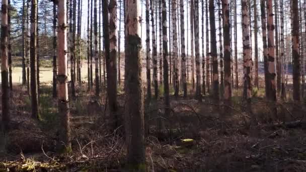 Uma Floresta Morta Filmada Ângulo Baixo — Vídeo de Stock