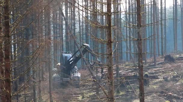Eine Moderne Holzerntemaschine Bei Der Arbeit Einem Toten Wald — Stockvideo