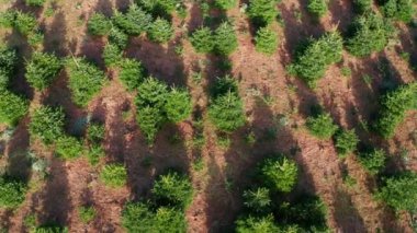 Yukarıdan yılbaşı ağacı fidanlığı