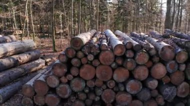 Ormanda eski bir ağaç yığını 