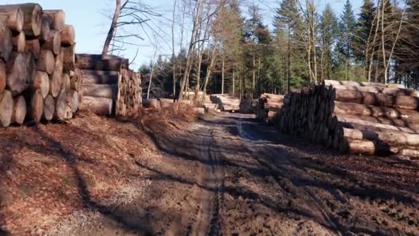 Pilas Árboles Cortados Cerca Una Ruta Máquinas Forestales — Vídeo de stock