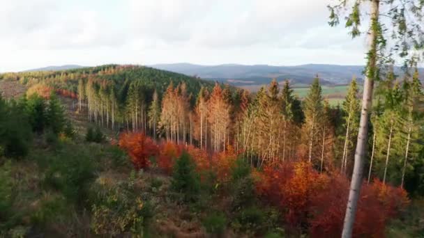 Rothaargebergte Heuvels Duitsland Herfst Gefilmd Onder Een Lage Hoek — Stockvideo