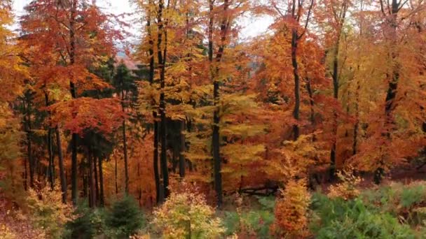 Φθινοπωρινό Τοπίο Siegerland Στη Γερμανία Από Ψηλά — Αρχείο Βίντεο