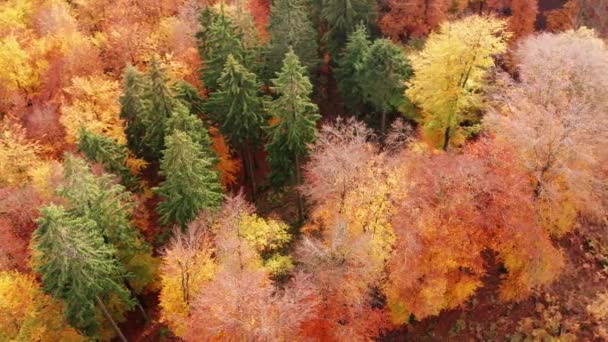 Μεικτό Δάσος Φθινόπωρο Από Ψηλά Πλευρική Κίνηση — Αρχείο Βίντεο