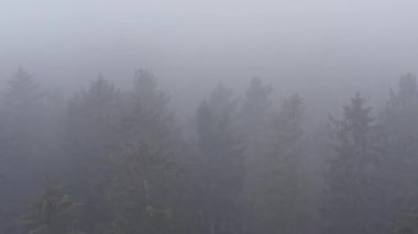 Kışın yukarıdan sisli bir orman