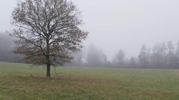Uma Árvore Solitária Nevoeiro Outono — Vídeo de Stock