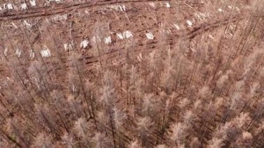 Yukarıdan çekilen ölü bir kabuk böceği istilasına uğramış orman.