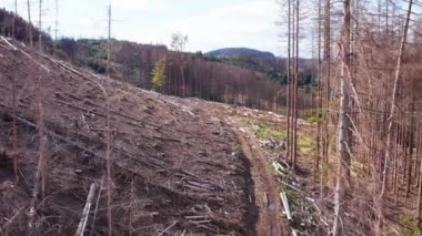 Ağaç kabuğu böceği tarafından istila edilmiş yukarıdan kesilmiş bir orman.