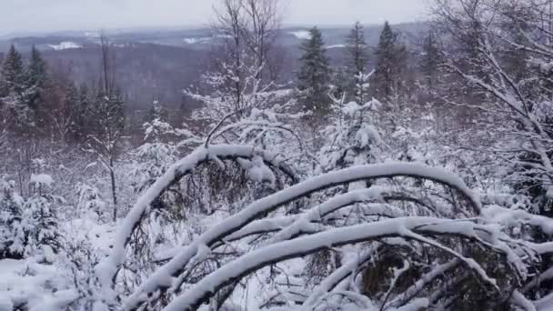 Góry Rothaar Niemczech Zimą Kręcone Pod Niskim Kątem — Wideo stockowe