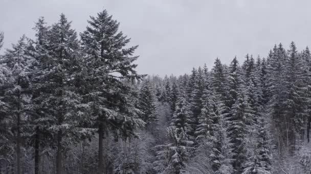 Een Donker Winternaaldbos — Stockvideo