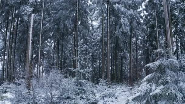 Een Magisch Besneeuwd Winterbos — Stockvideo