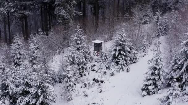 Poleiro Caça Uma Floresta Inverno Nevado — Vídeo de Stock