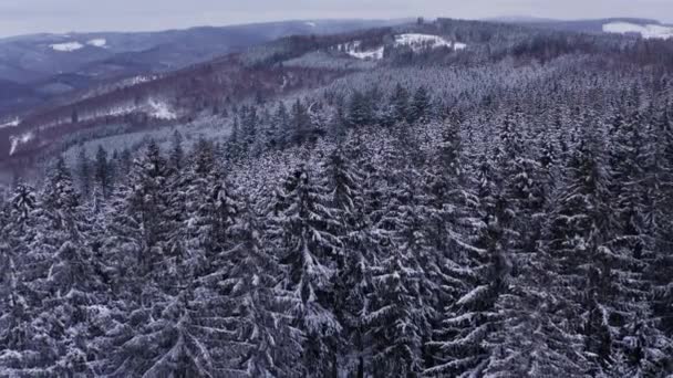 Een Winterbos Bergketen Duitsland — Stockvideo