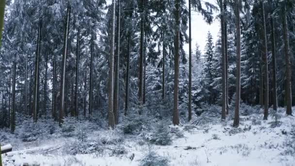 Een Magisch Besneeuwd Winterbos — Stockvideo