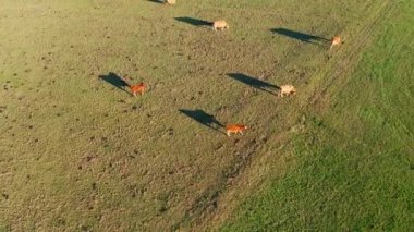 Bazı inekler güneşli bir çayırda