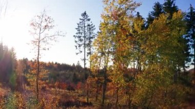 Güneşli bir sonbahar ormanı videosu