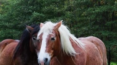 bir at videoyu kapat