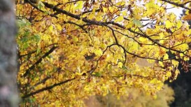 Rüzgar videosunda sonbahar yaprakları