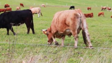 Sonbahar otlağı videosunda inek sürüsü