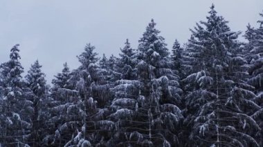 Ormandaki karlı iğne ağaçları