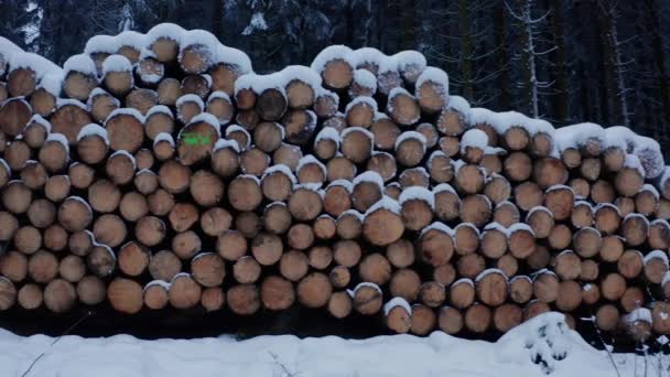 Śnieżny Stos Drewna Zimowym Lesie — Wideo stockowe