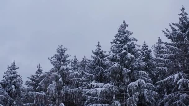 Śnieżne Drzewa Igieł Lesie Blisko — Wideo stockowe