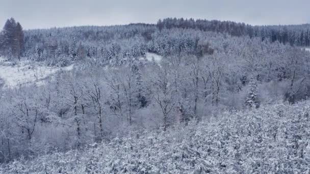 Las Mieszany Zimą Góry — Wideo stockowe