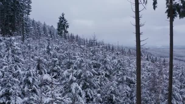 Karlı Bir Iğne Ağacı Ormanı Kışın Yukarıdan — Stok video