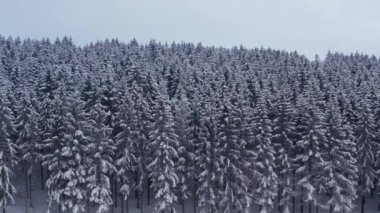 Karlı bir iğne ağacı ormanı kışın yukarıdan