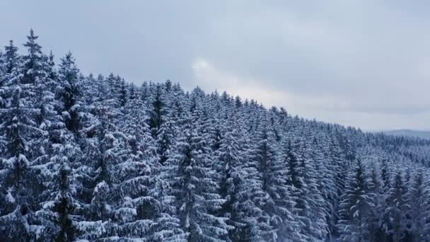 Een Besneeuwde Naaldboom Bos Winter Van Boven — Stockvideo