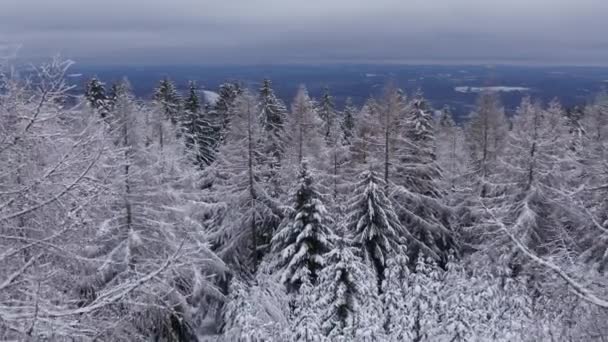 Bir Kış Ormanı Alçak Bir Açıyla Geriye Doğru Çekilmiş — Stok video