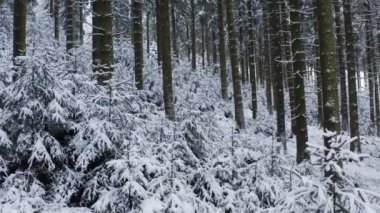 Sihirli karlı bir kış ormanında