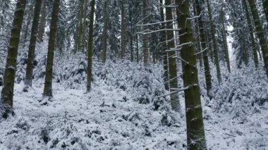 Karlı bir kış ormanında