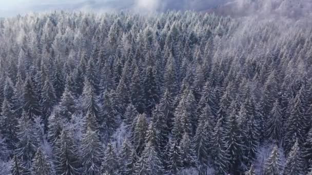 Kış Iğnesi Orman Dağları Yukarıdan — Stok video